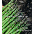 HS -Beauty NO.1 F1 Hybrid Asparagus Seeds